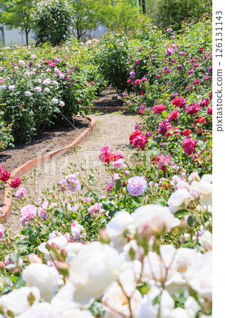 大衛奧斯汀英式花園:盛開的玫瑰園 大衛奧斯汀英式花園:盛開的玫瑰園 126131143