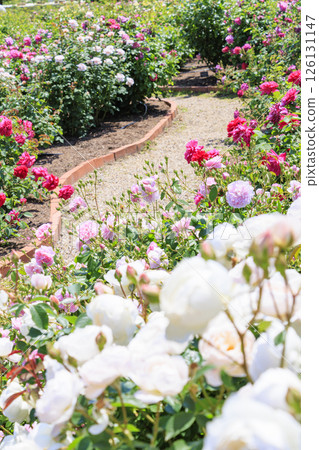 大衛奧斯汀英式花園：盛開的玫瑰園 126131147