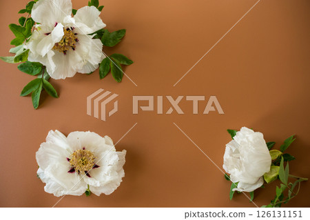 White large tree-like peony flower on a brown background. Top view. Clean space for text 126131151