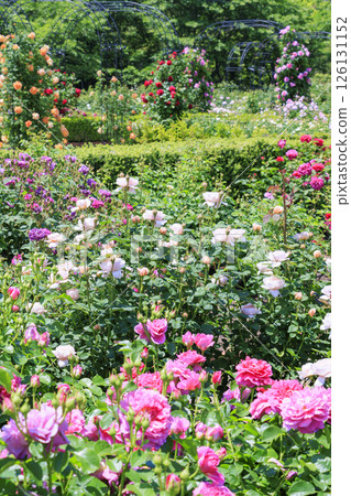 大衛奧斯汀英式花園：盛開的玫瑰園 126131152