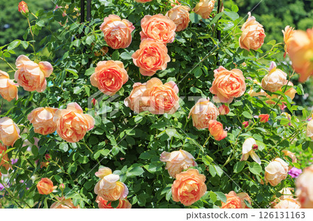 David Austin English Garden: Rose Garden in full bloom David Austin English Garden: Rose Garden in full bloom 126131163