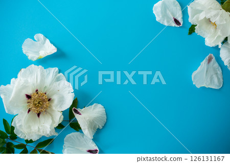 Top view of white peony flower on blue background Top view of white peony flower on blue background 126131167