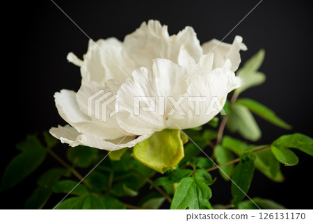 White large tree-like peony flower on a black background White large tree-like peony flower on a black background 126131170