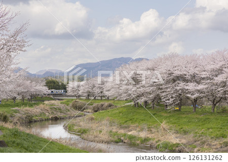 櫻花、日沼川和水戶線 126131262