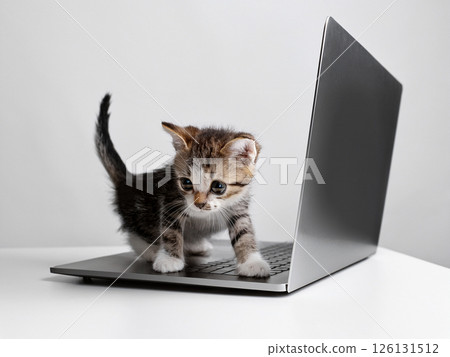 Kitten playing in front of a computer 126131512