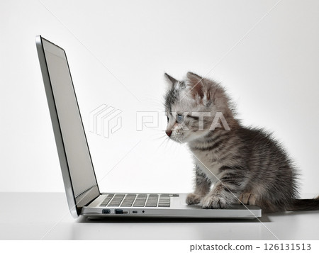 An open laptop and a kitten on a white background An open laptop and a kitten on a white background 126131513