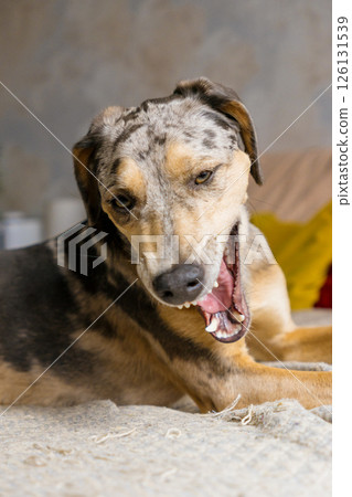 Yawn, a spotted Dog with brown and white fur is lying on bed. pet with sad face looks away.  126131539