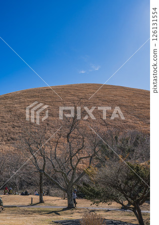 The scenery of the mountain bonfire on Mt. Omuroyama against the blue sky of Ito City (Shizuoka Prefecture) 126131554