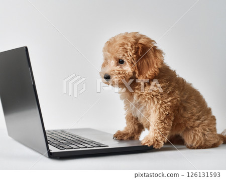 Laptop and toy poodle on white background Laptop and toy poodle on white background 126131593