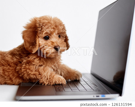Laptop and toy poodle on white background 126131594