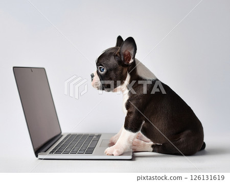 Laptop and Boston Terrier on white background Laptop and Boston Terrier on white background 126131619