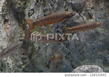 鱒魚 鱒魚 126131641