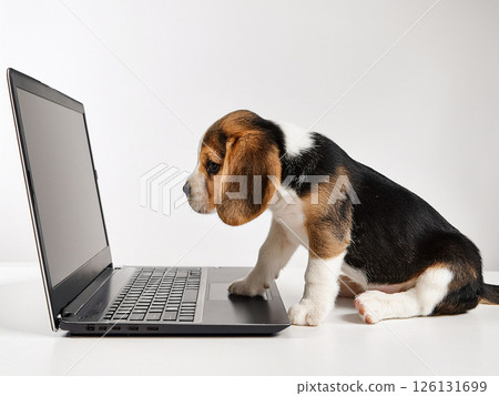 Beagle dog trying to operate a computer 126131699