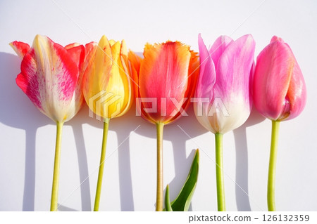  Colorful tulips 126132359
