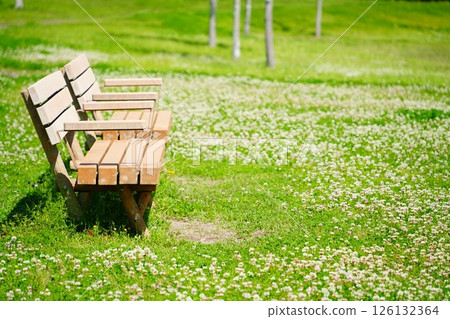 Bench and white clover on the lawn Bench and white clover on the lawn 126132364