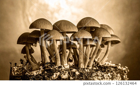mushrooms cultivation in farm 126132464