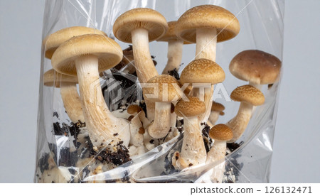 mushrooms cultivation in farm mushrooms cultivation in farm 126132471