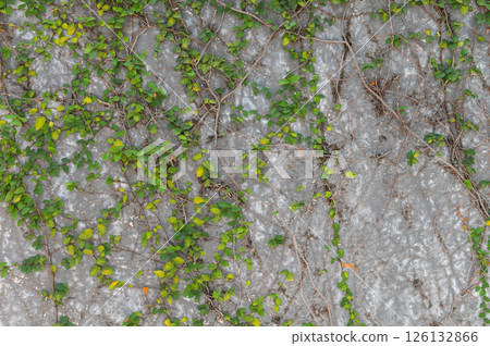 Ivy plants are creeping up on gray concrete wall 126132866