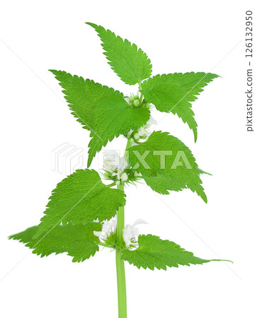 blooming nettle branch isolated on white background 126132950