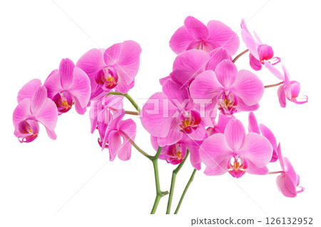 Phalaenopsis orchid branch isolated on white background 126132952