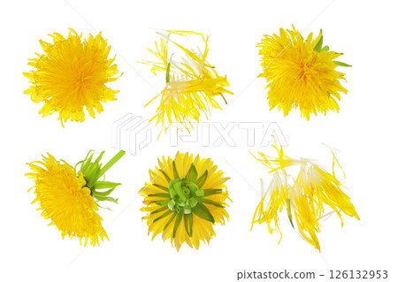 dandelion flower isolated on white background. Top view. Flat lay dandelion flower isolated on white background. Top view. Flat lay 126132953