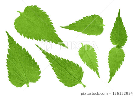 Nettle leaf isolated on white background. Top view. Flat lay Nettle leaf isolated on white background. Top view. Flat lay 126132954