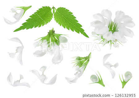 nettle flower isolated on white background. Top view. Flat lay nettle flower isolated on white background. Top view. Flat lay 126132955
