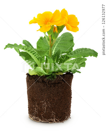 Yellow primrose in a lump of earth isolated on white background. 126132977