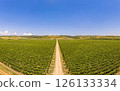 aerial panoramic view of endless rows of green vineyard plantation. Lush grapevines Stretching Far and Wide on Georgian lands. Road with cypress trees and a winery on nature valley. Europe, Georgia. 126133334