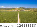 aerial panoramic view of endless rows of green vineyard plantation. Lush grapevines Stretching Far and Wide on Georgian lands. Road with cypress trees and a winery on nature valley. Europe, Georgia. 126133335