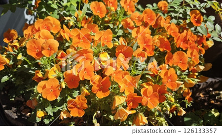 Cluster of bright orange pansy flowers Cluster of bright orange pansy flowers 126133357