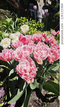 Fringed pink tulips in full bloom with white edges 126133360