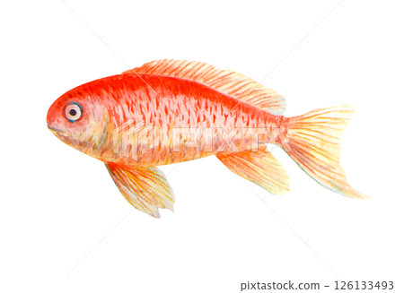 Watercolor illustration of a goldfish with orange and yellow scales, hand painted in a realistic style. Suitable for designs related to water, fish, summer, nature or childhood themes. 126133493