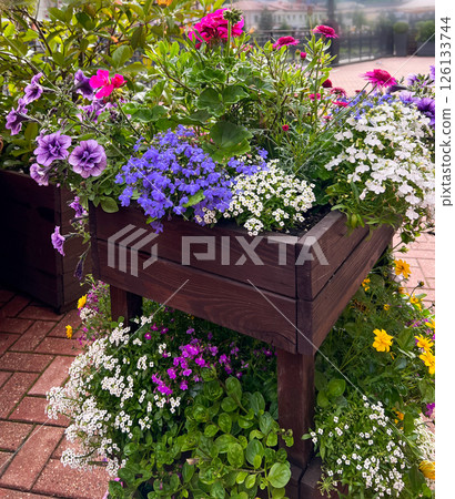 Vibrant urban garden display with lush blossoms in a handcrafted raised planter. Ideal for decorative terrace gardening, floral inspiration, or outdoor design ideas Vibrant urban garden display with lush blossoms in a handcrafted raised planter. Ideal for decorative terrace gardening, floral inspiration, or outdoor design ideas 126133744