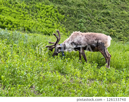 male reindeer Rangifer tarandus with patchy shedding fur grazes peacefully on grassy field in springtime, seasonal coat transition, symbolizing arrival of warmer weather in Arctic or tundra wilderness male reindeer Rangifer tarandus with patchy shedding fur grazes peacefully on grassy field in springtime, seasonal coat transition, symbolizing arrival of warmer weather in Arctic or tundra wilderness 126133748