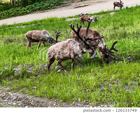 Group of male reindeer with shedding fur grazing on a green summer field near a forest trail. Velvet-covered antlers and patchy coats - seasonal molting process in the wild Group of male reindeer with shedding fur grazing on a green summer field near a forest trail. Velvet-covered antlers and patchy coats - seasonal molting process in the wild 126133749