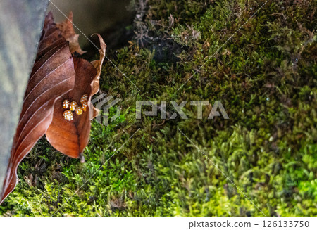 Cluster of yellow orange ladybugs Halyzia sedecimguttata sheltering in a curled dry leaf on mossy forest ground, copy space Cluster of yellow orange ladybugs Halyzia sedecimguttata sheltering in a curled dry leaf on mossy forest ground, copy space 126133750