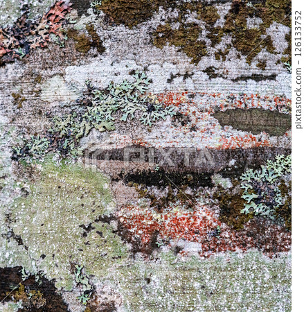Close-up view of various lichen types foliose and crustose on tree trunk, showing natural symbiosis in temperate woodland, natural botanical background 126133752