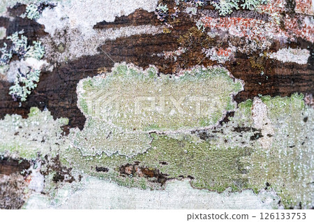 Red and green crustose and foliose lichens growing on textured tree bark in a natural forest habitat, natural background, copy space 126133753