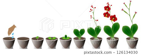Growth cycle of a red orchid in a pot on a white background. 126134030