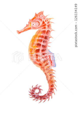 Watercolor illustration of a colorful seahorse with intricate texture. Looks like a magical sea creature, fantasy animal, toy, or marine charm. Could symbolize luck and imagination. Watercolor illustration of a colorful seahorse with intricate texture. Looks like a magical sea creature, fantasy animal, toy, or marine charm. Could symbolize luck and imagination. 126134149