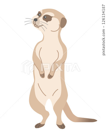 meerkat  126134187