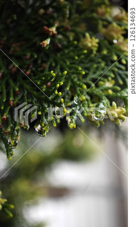 rain drops on a tree in the garden rain drops on a tree in the garden 126134693
