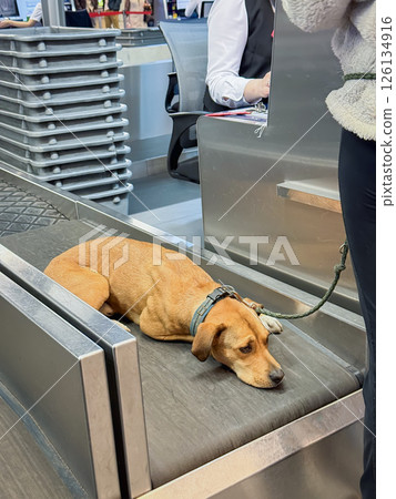 Dog resting on airport conveyor during security check, staying calm and relaxed during ticket registration. Concept of airport travel, dog behavior, air transportation of pets Dog resting on airport conveyor during security check, staying calm and relaxed during ticket registration. Concept of airport travel, dog behavior, air transportation of pets 126134916
