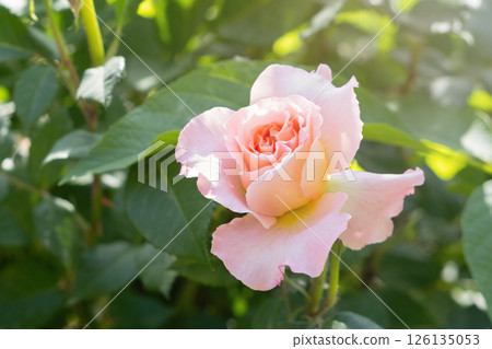 pink rose flower close up 126135053