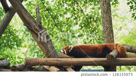 Adult Red Panda Sleep. Cute Red Panda Face. Ailurus Fulgens Or Lesser Panda Is Small Mammal Native To The Eastern Himalayas And Southwestern China. Red Pandas Are Also Symbol Of Goodness And Good 126135073