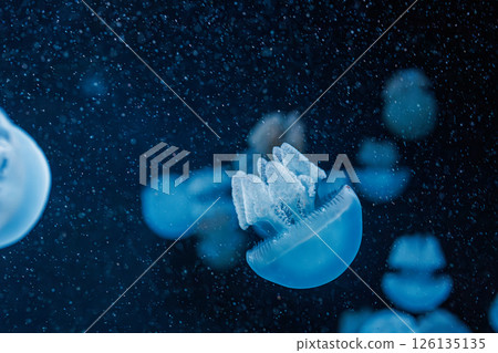 underwater photography jellyfish Blue Blubber Jelly, Catostylus mosaicus underwater photography jellyfish Blue Blubber Jelly, Catostylus mosaicus 126135135