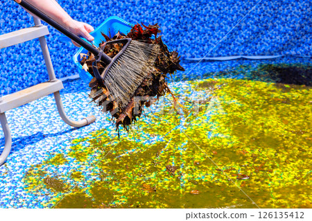 Removing fallen leaves debris from swimming pool on bright summer day in backyard setting. Removing fallen leaves debris from swimming pool on bright summer day in backyard setting. 126135412