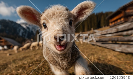 Adorable lamb runs in green grass meadow outdoors with open mouth. Smiling cute lamb. Young sheep enjoys freedom on the field. Pastoral scene with animal wildlife in sunny weather. 126135948