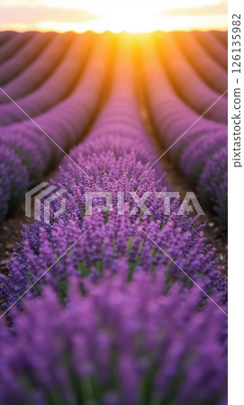 Vibrant lavender field at sunset showcasing natural beauty Vibrant lavender field at sunset showcasing natural beauty 126135982